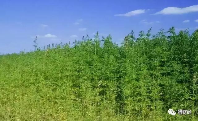 科普何谓工业大麻（科普何谓工业大麻）(2)