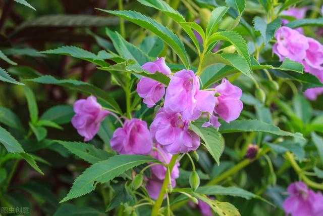 凤仙花的种植方法要求(凤仙花的栽培技巧)(2)