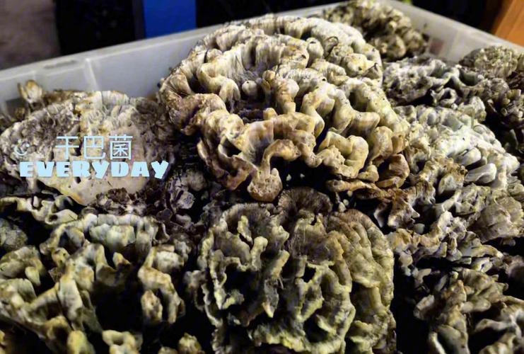 干巴菌的功效与药用价值(干巴菌的作用)