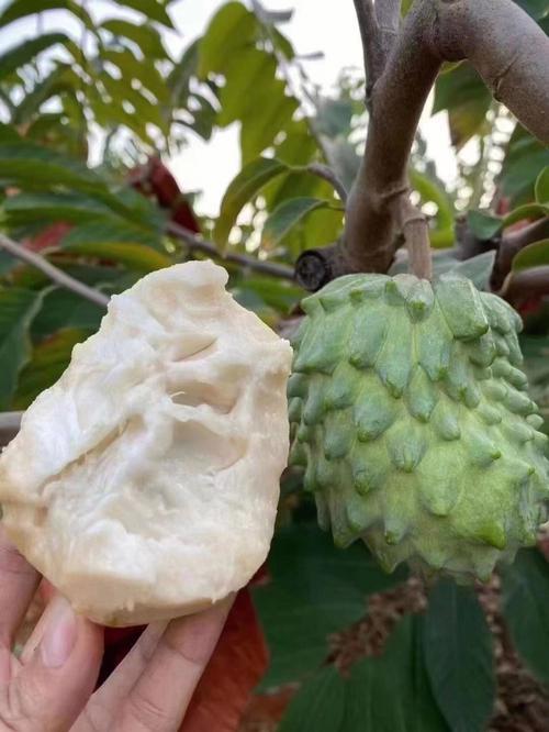 凤梨释迦果怎么吃(凤梨释迦果的吃法)