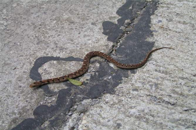 ​曲蛇的祖宗是什么？