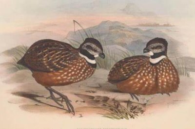 ​领林鹑:一种广大分散于南美的鸟类_身上长满星星斑