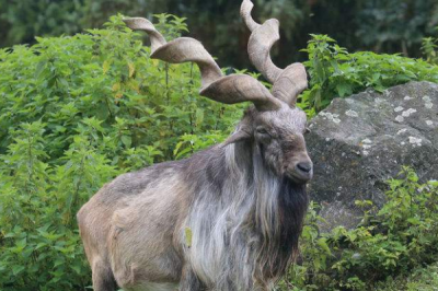 ​捻角山羊:因螺旋状大角而得名_最长可达160厘米