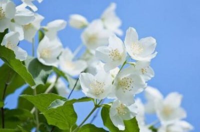 ​茉莉为什么不能放卧室：茉莉花会争夺氧气_影响睡眠质量