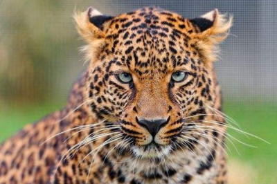 ​小熊猫的天敌是什么?雨天小熊猫下树逃避_虎豹整天敌