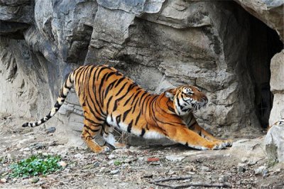 ​东北虎和华南虎是一个物种吗：是（共属于猫科动物）