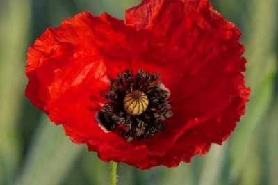 ​世间十大最妖艳的花：福寿草第四，千鸟草上榜