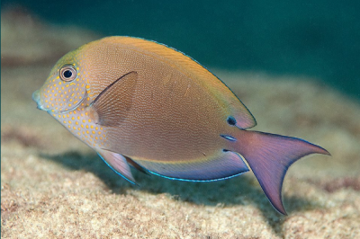 ​双斑刺尾鱼:尾部戴有毒刺的珊瑚鱼_鱼鳍泛着紫橙色