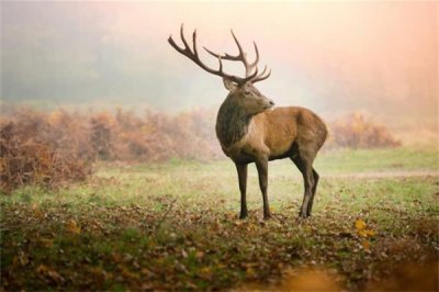 ​麋鹿是什么动物：国度一级维护动物（别号四没有像）