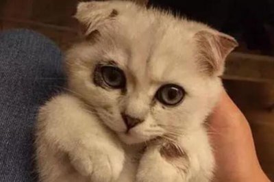 ​猫咪有泪痕是什么原因：猫咪有泪痕的五大原因_解决办法