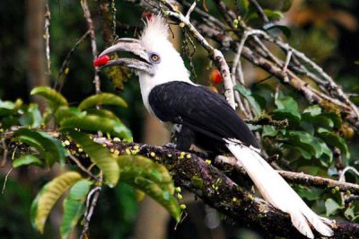 ​长冠犀鸟:头顶长有雪莲花般的白色长羽_体长1米