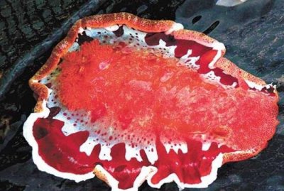 ​广东汕头惊现四没有象“水怪”，竟是深海软体动物海牛