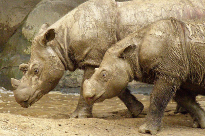 ​苏门答腊犀牛:独一具有二只角的犀牛_最小的犀牛物种