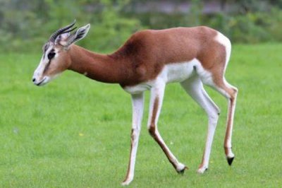 ​阿拉伯羚:剑羚中体型最小的物种_具备超强耐寒力