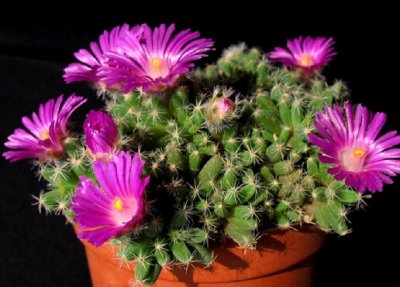 ​紫晃星的风水学应用-紫晃星的养殖方法