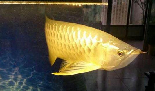 高背宝石龙鱼怎么养?高背宝石龙鱼鱼缸摆放位置