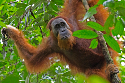 ​苏门达腊猩猩:苏门达腊岛上最大的猩猩_沉100公斤