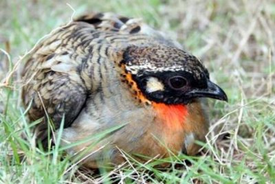 ​中国私有种：海南山鹧鸪，鸣喊时候顺序_嘹亮壮阔