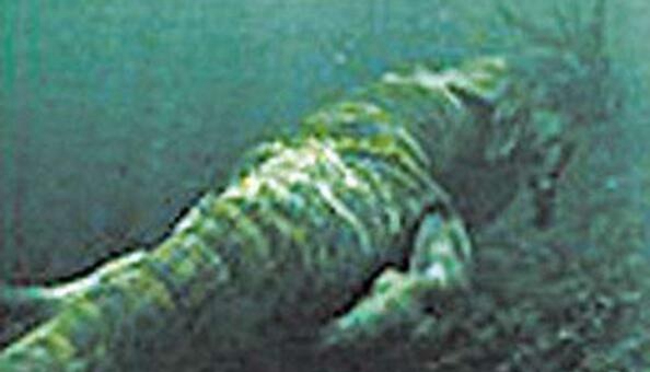 世界十洪流怪排行榜,尼斯湖水怪之谜究竟竟是大象假装