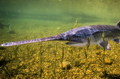 ​匙吻鲟:一种嘴巴像船桨的鲟鱼_吻长占到体长一半