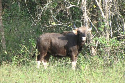​印度野牛:一种腿上穿白色长筒袜的野牛_又称白肢野牛