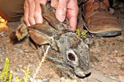 ​南非山兔:南非高本独占的兔子种类_寰球仅200-400只