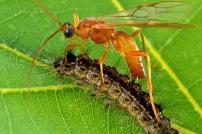 ​蜱虫的天敌是什么?寄生蜂将卵产入虫豸体内_最大克星