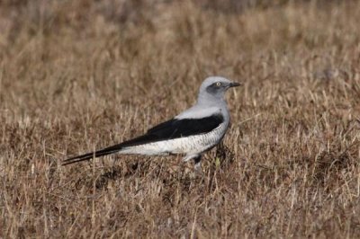 ​细嘴地鹃鵙:一种具有大长腿的伯劳鸟_喜好在地上寻食