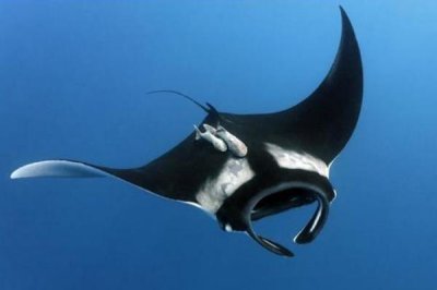 ​蝠鲼鱼和鳐鱼的辨别:食性形状没有共_基原没有是一致物种