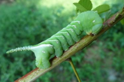 ​青虫的天敌是什么?寄生蝇将卵注入青虫体内_孵化后鲸吞