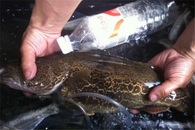 ​鳌花鱼的特性有哪些？品格和缓的鱼类（没有期望被挨搅）