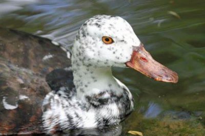 ​白翅栖鸭:喜好在树洞中产卵_头颅和脖子充满乌色雀斑