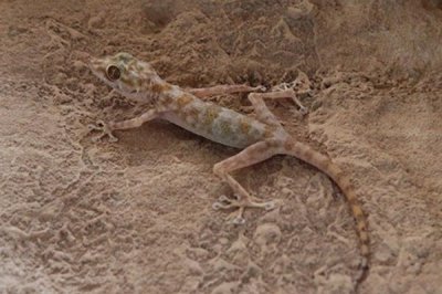 ​西奈斑趾壁虎:仅8.7厘米的戈壁壁虎_本领受高温