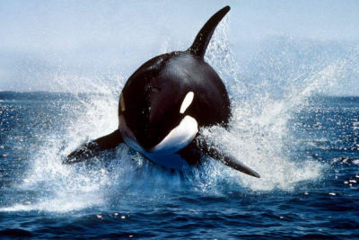 ​表露鲨的天敌是什么?虎鲸将鲨鱼撞翻杀死_只杀没有吃