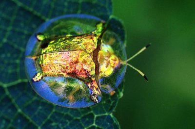 ​黄金龟甲虫体内有不金?会渗透黄色液体_但是不含黄金