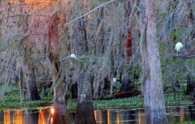 ​恐惧美国鬼魂泥沼之谜，被伏都教丧尸女王咒骂_并吞村民