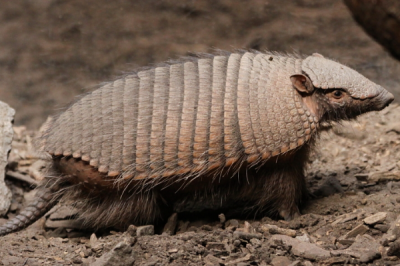 ​披毛犰狳:少睹的鳞甲下长毛的犰狳_遇伤害会避入沙土