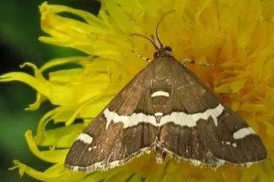 ​扑棱蛾子:朔方对于蛾子的俗称_遨游时会发出扑棱的声响