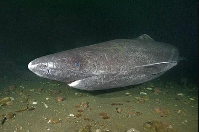 ​小头睡鲨:世界上最长命的鲨鱼_最多可成活700岁