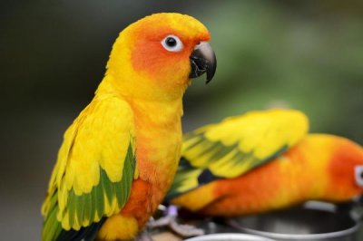 ​暗色锥尾鹦鹉:一种穿红裤子的鹦鹉_被称黄色小太阳