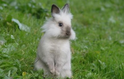 ​巨型金吉拉兔的简介-巨型金吉拉兔是什么？