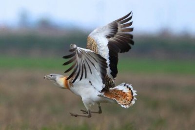 ​大鸨：长达105厘米，吓退侵犯者方式特别_发出哈哈声