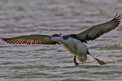 ​红喉潜鸟：重达2.5kg，不善行走_在地上匍匐前进