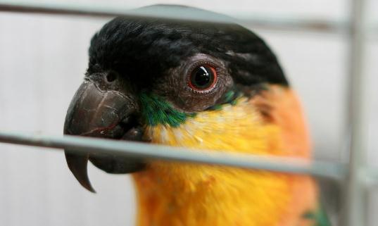 黑头凯克鹦鹉是什么?黑头凯克鹦鹉的生活习性