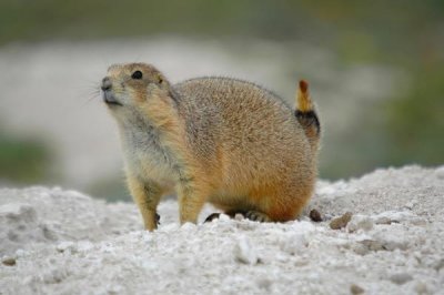 ​墨西哥草本松鼠:人们俗称的土拨鼠_最大的草本松鼠