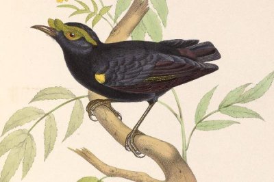 ​紫乌裸眉鸫:眼周长有绿色肉垂_非洲岛屿的私有种