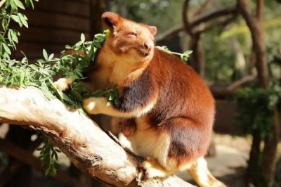 ​赤树袋鼠:90%的时候离没有启树_成天14小时都在睡眠