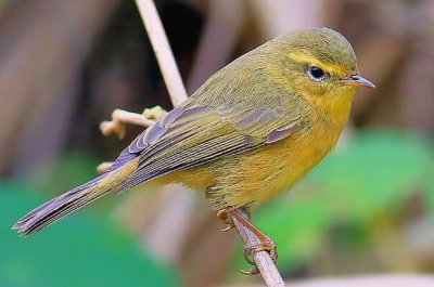 ​黄腹柳莺：叫声轻柔，常见鸟类_长仅9厘米