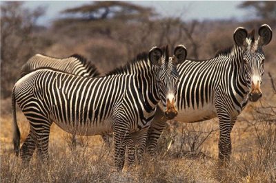 ​细纹斑马:世界上体型最大的斑马_最大概长可达2.75米