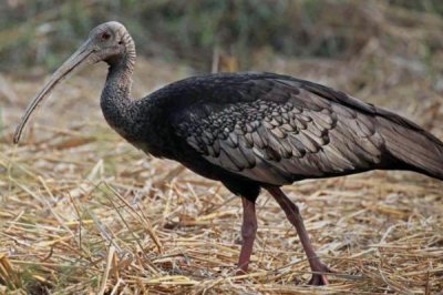 ​巨鹮:世界上体型最大的鹮_站起来有一米高